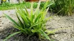 Carex siderosticha | Bobeška