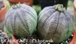 Euphorbia obesa | botanik
