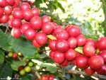 Coffea arabica | Scoty