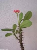 Euphorbia millii