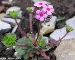 Androsace primuloides