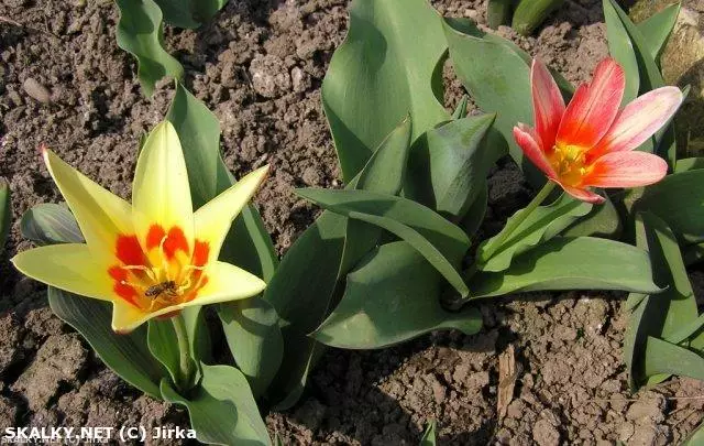 Co to je za rostlinu?