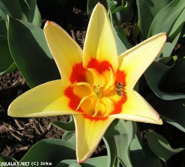 Co to je za rostlinu?