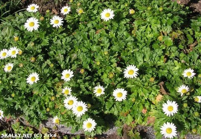 Co to je za rostlinu?