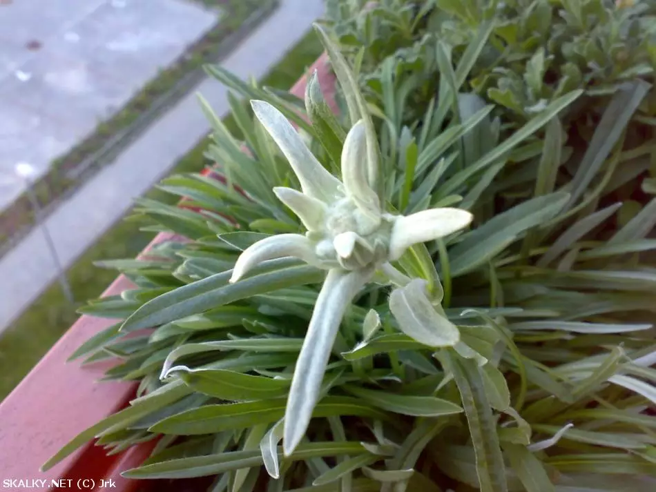 Co to je za rostlinu?