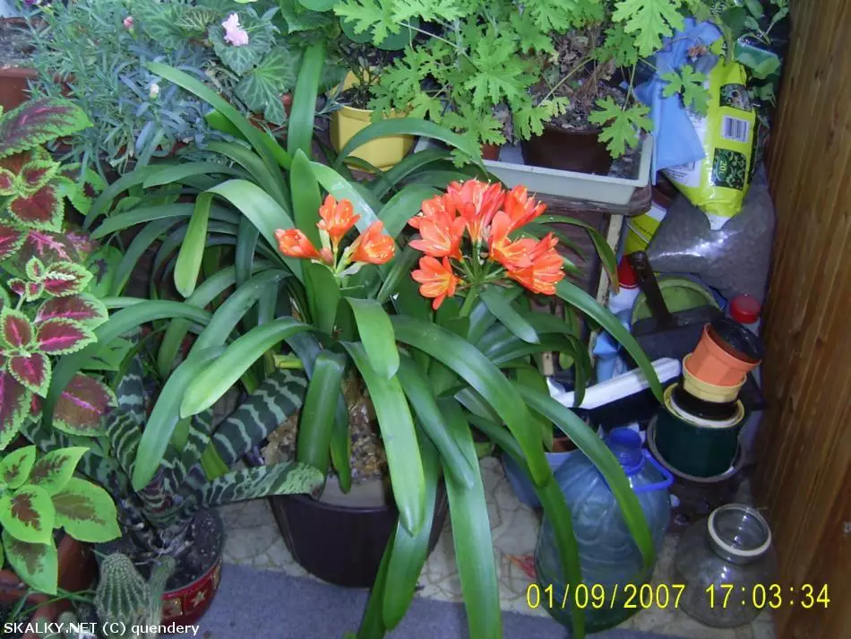 Co to je za rostlinu?