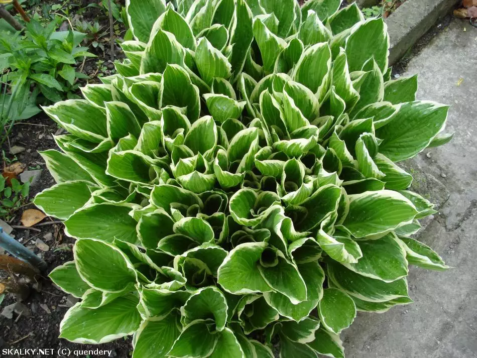 Co to je za rostlinu?