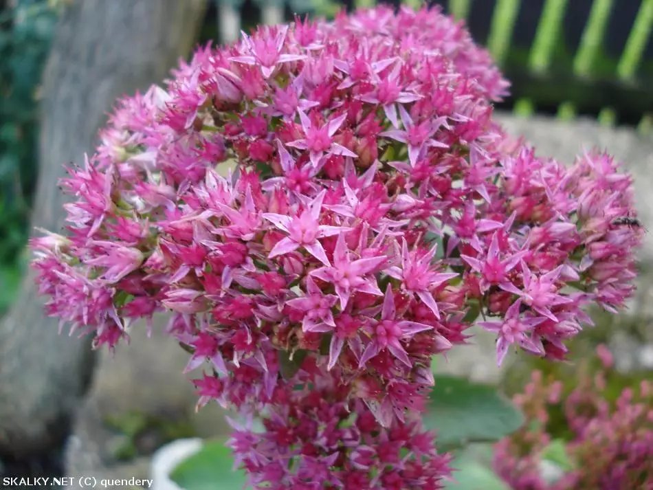 Co to je za rostlinu?