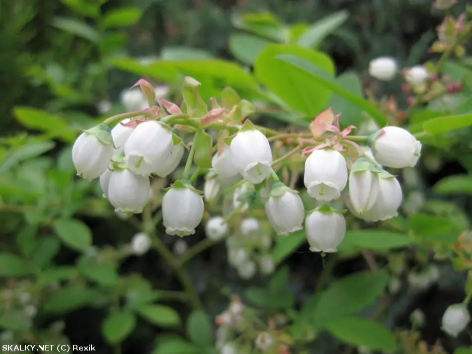 Co to je za rostlinu?