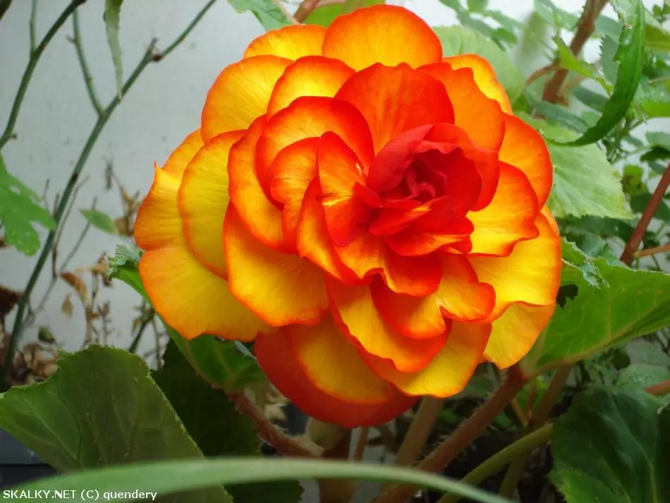 Co to je za rostlinu?