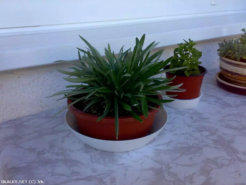 Co to je za rostlinu?